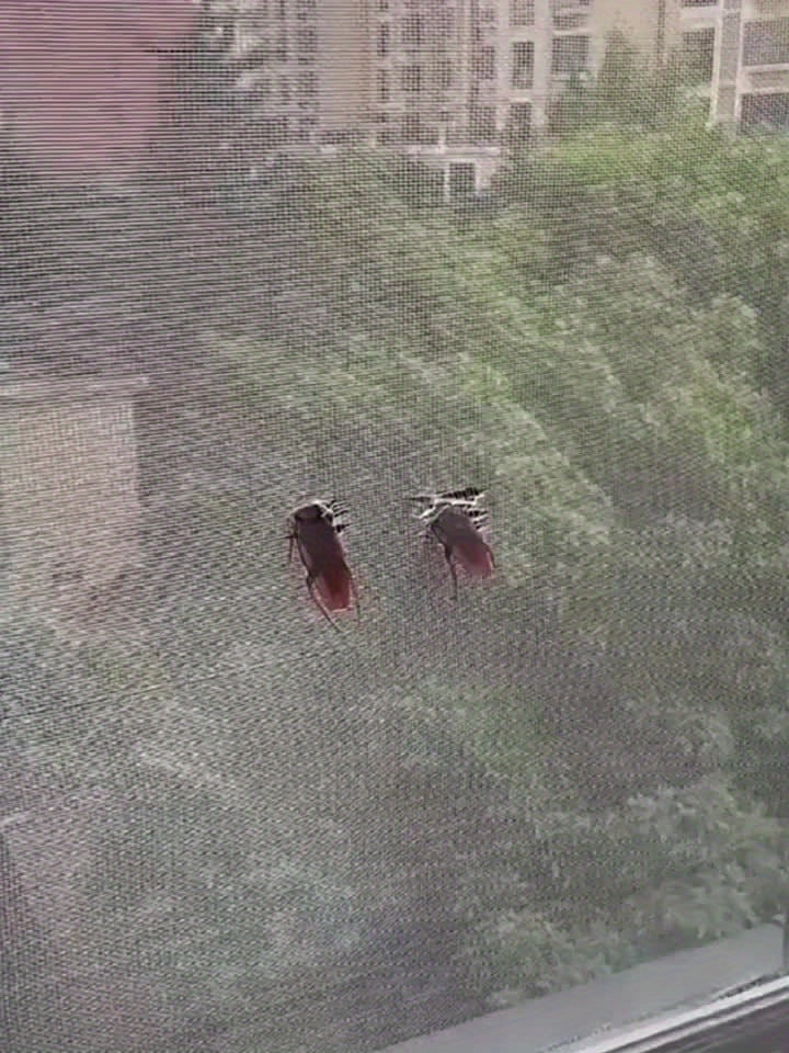 One Roll Window Barrier Repair Tape, Self-Adhesive Mesh Patch Set, Fiberglass Covering For Doors And Windows, Repair Holes And Tears, Mosquito Repellent, Home And Office Use, Length 2.5m/98.4in